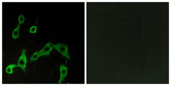 AR alpha 2A antibody