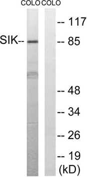 SIK1 antibody