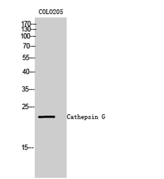 Cathepsin G rabbit pAb