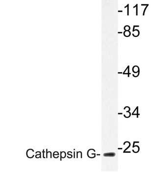 Cathepsin G rabbit pAb