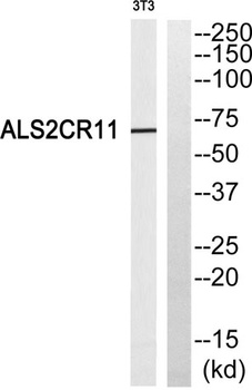 ALS2CR11 antibody