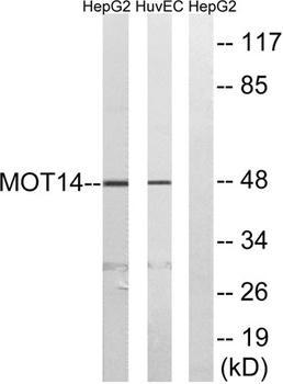 MCT14 rabbit pAb