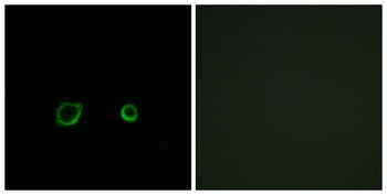 Contactin 4 rabbit pAb