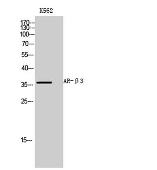 AR-beta 3 antibody