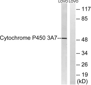 CYP3A7 antibody