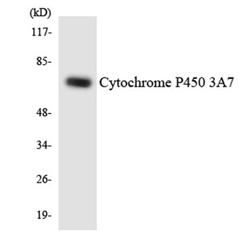 CYP3A7 rabbit pAb