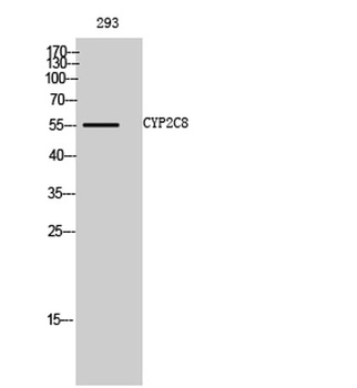 CYP2C8 rabbit pAb