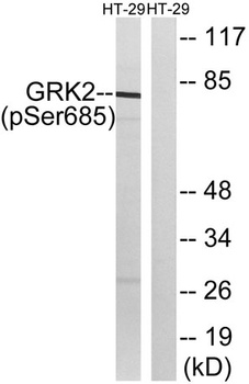 GRK 2 (phospho Ser685) rabbit pAb