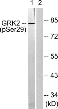 GRK 2 (phospho Ser29) rabbit pAb