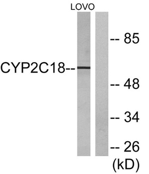 CYP2C8/9/18/19 antibody