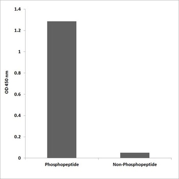 Pragmin (phospho-Tyr413) antibody