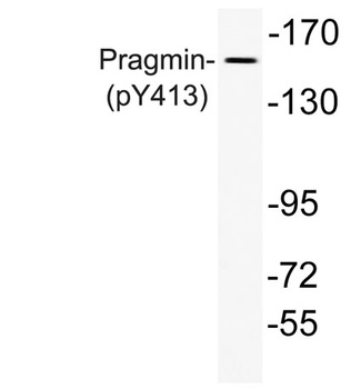 Pragmin (phospho Tyr413) rabbit pAb