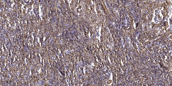 Pragmin (phospho-Tyr413) antibody