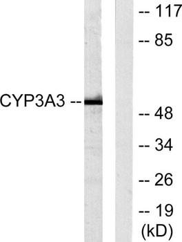 CYP3A4/5 rabbit pAb