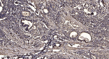 CYP3A4/5 rabbit pAb