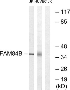 NSE2 antibody