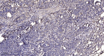 NSE2 antibody