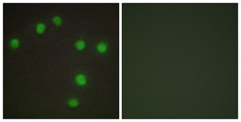 Nkx-6.3 antibody