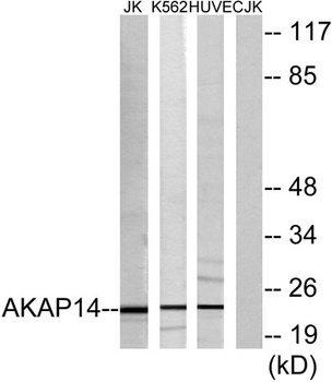 AKAP 14 rabbit pAb