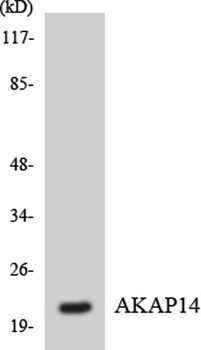 AKAP 14 antibody