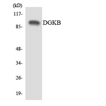 DGK-beta antibody