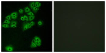 GPR180 antibody