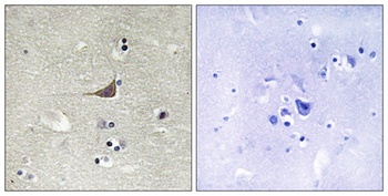 GPR180 antibody