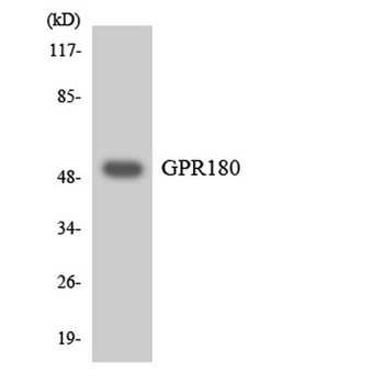 GPR180 rabbit pAb
