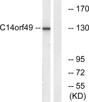 Nesprin-3 rabbit pAb