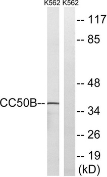 Cdc50B rabbit pAb