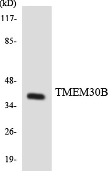 Cdc50B rabbit pAb