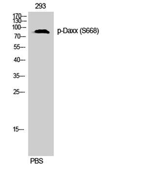 Daxx (phospho Ser668) rabbit pAb