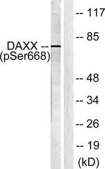 Daxx (phospho Ser668) rabbit pAb