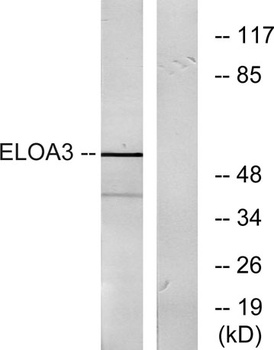 Elongin A3 antibody