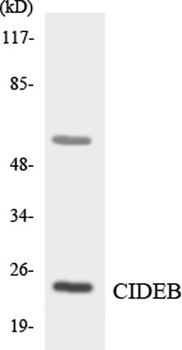 Elongin A3 antibody