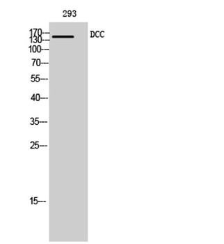 DCC rabbit pAb