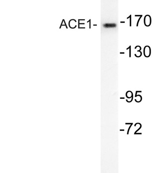 ACE1 antibody