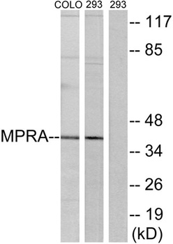 mPRα rabbit pAb