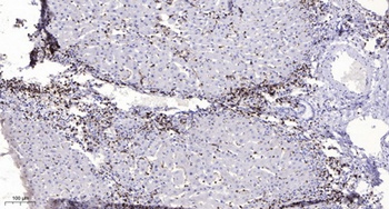 mPRα rabbit pAb