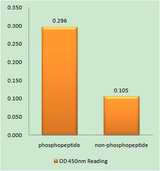 Doublecortin (phospho Ser339) rabbit pAb