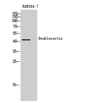 Doublecortin rabbit pAb Antibody