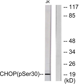 CHOP (phospho-Ser30) antibody