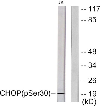 CHOP (phospho Ser30) rabbit pAb