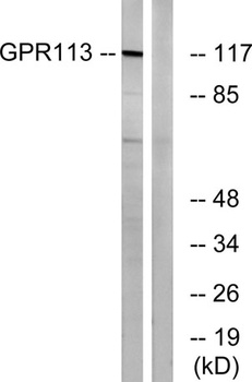 GPR113 rabbit pAb