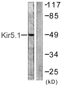 KIR5.1 rabbit pAb