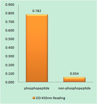 DDX3 (phospho Thr322) rabbit pAb