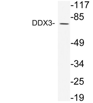 DDX3 rabbit pAb