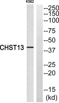 CHST13 rabbit pAb