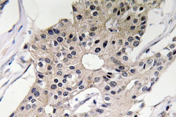 Defensin α1 rabbit pAb Antibody