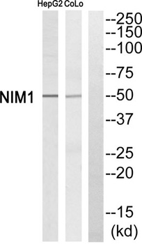 NIM1 rabbit pAb Antibody